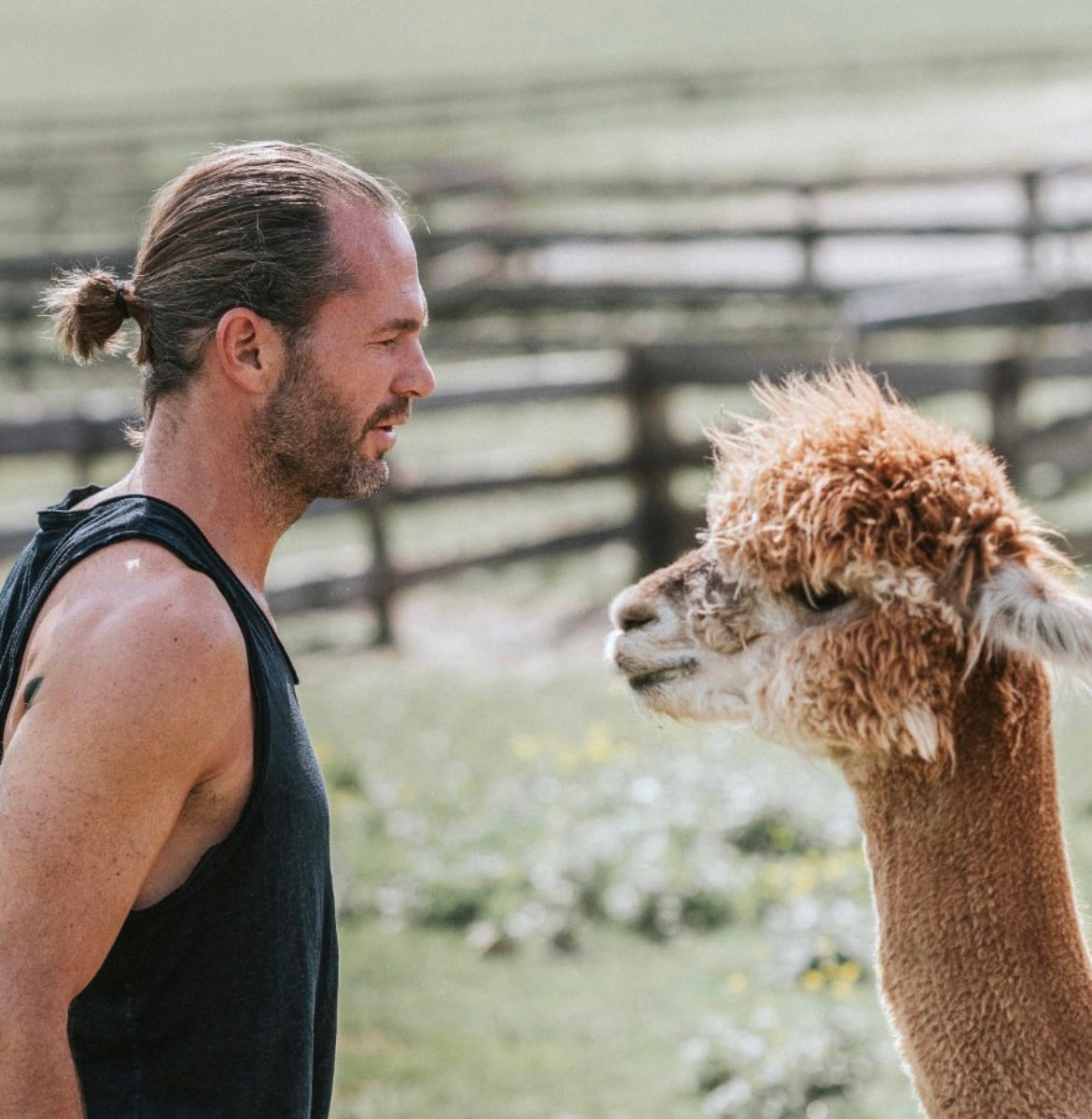 mittwoch, yogaklasse, klasse, yoga, stunde, unterricht, graz, kainbach, tag, flauschige tiere, freundliche zeitgenossen, yoga mit alpakas, yoga, alpakas, schöckelblick, alpaka,